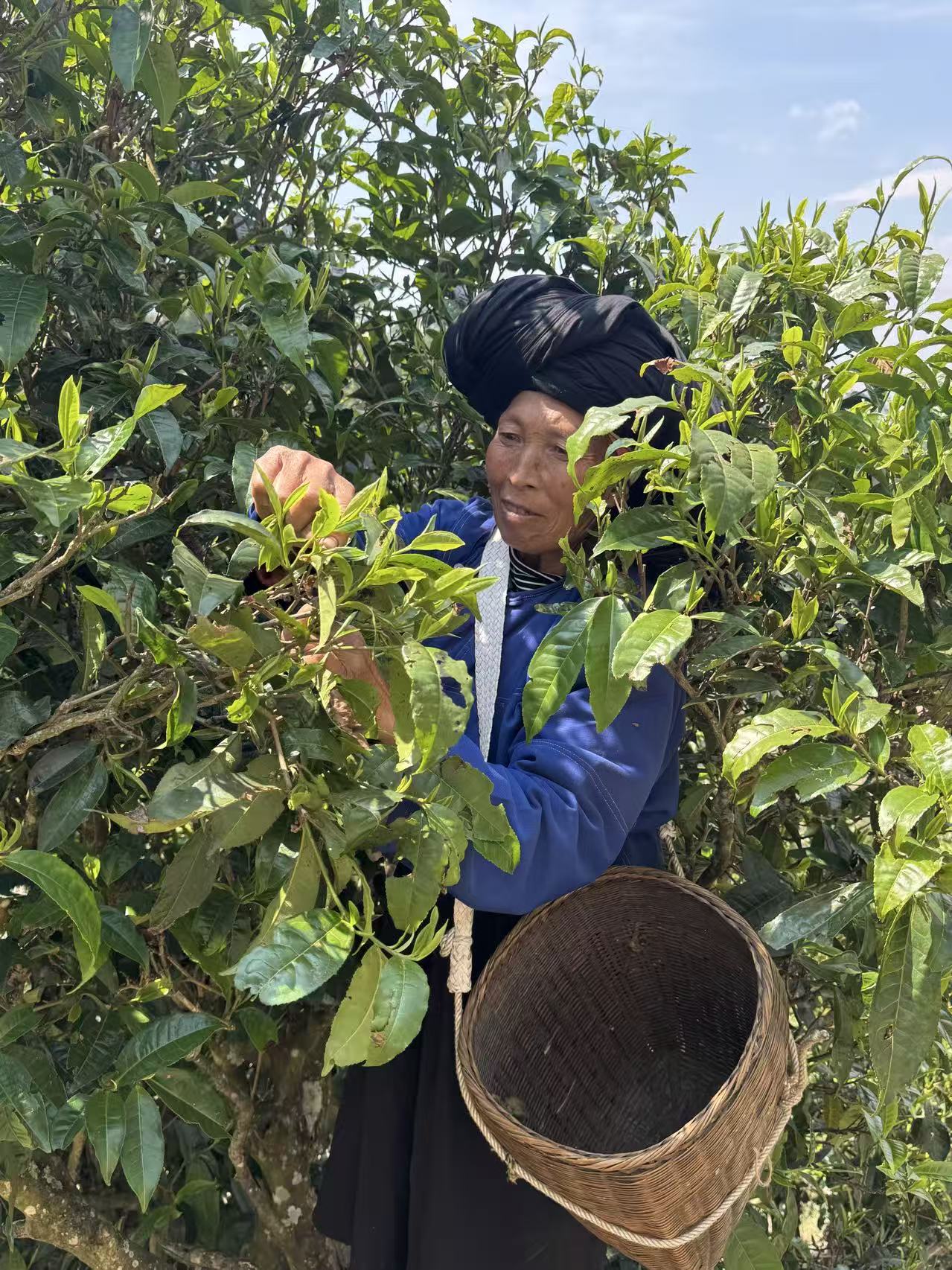 茶农在古茶树间采摘春茶